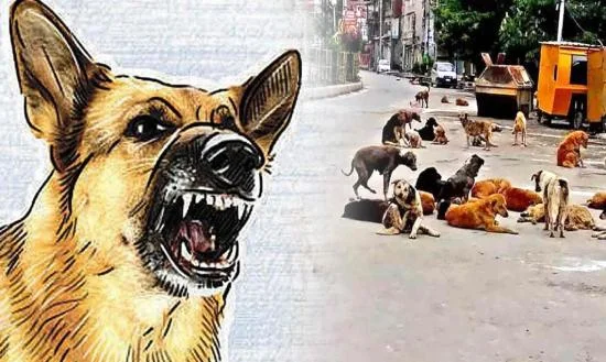 ਪੰਜਾਬ ਵਿੱਚ ਅਵਾਰਾ ਕੁੱਤਿਆਂ ਦਾ ਕਹਿਰ; ਦੁੱਧ ਲੈਣ ਜਾ ਰਹੇ 10 ਸਾਲਾ ਬੱਚੇ ਨੂੰ ਬੁਰੀ ਤਰ੍ਹਾਂ ਨੋਚਿਆ