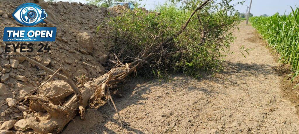 ਪਿੰਡ ਧੌਲਾ ਤੋਂ ਪਿੰਡ ਧੂਰਕੋਟ ਨੂੰ ਜਾਂਦੇ ਕੱਚੇ ਰਸਤੇ ਦੇ ਕਿਨਾਰਿਆਂ ਤੋਂ ਨਜਾਇਜ਼ ਤੌਰ ’ਤੇ ਪੁੱਟੇ ਅਤੇ ਵੱਢੇ ਗਏ ਹਰੇ-ਭਰੇ ਰੁੱਖਾਂ ਦੇ ਪਿੱਛੇ ਬਚੇ ਹੋਏ ਨਿਸ਼ਾਨ।