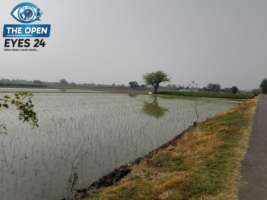ਖੇਤਰ ਦੇ ਖੇਤਾਂ ਵਿੱਚ ਪਾਣੀ ਛੱਡ ਕੇ ਝੋਨੇ ਦੀ ਲਵਾਈ ਦਾ ਕਾਰਜ ਸ਼ੁਰੂ ਕਰਦੇ ਹੋਏ ਮਜ਼ਦੂਰ ਅਤੇ ਕਿਸਾਨ।