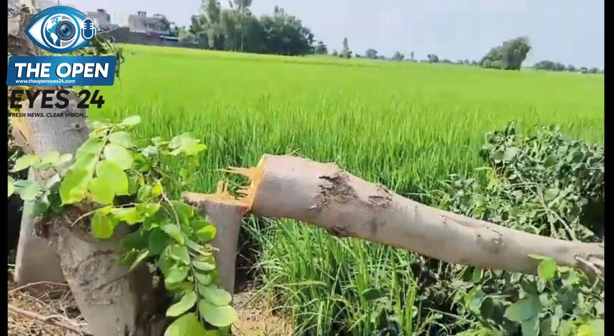 ਠੁੱਲੀਵਾਲ ਦੇ ਬਿਜਲੀ ਵਿਭਾਗ ਵੱਲੋਂ ਖਿਆਲੀ-ਕੁਰੜ ਲਿੰਕ ਸੜਕ ’ਤੇ ਰੁੱਖਾਂ ਦੀ ਕਟਾਈ, ਹਾਈਕੋਰਟ ਅਤੇ ਵਣ ਐਕਟ ਦੇ ਨਿਯਮ ਛਿੱਕੇ ਟੰਗੇ